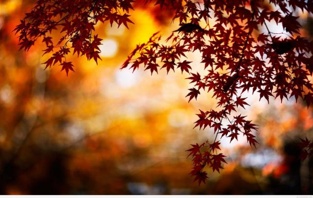 [55+] Hello Autumn Aesthetic HD Wallpapers (Desktop Background 