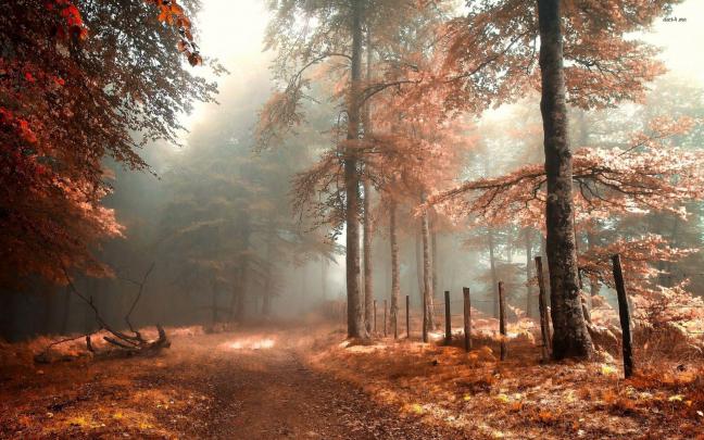 Aesthetic Autumn Wallpapers