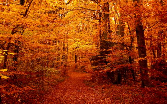 Autumn Forest Aesthetic Desktop Wallpapers