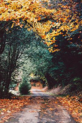 Aesthetic Autumn Wallpapers