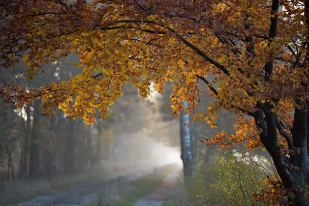 Aesthetic Autumn Rain Wallpapers