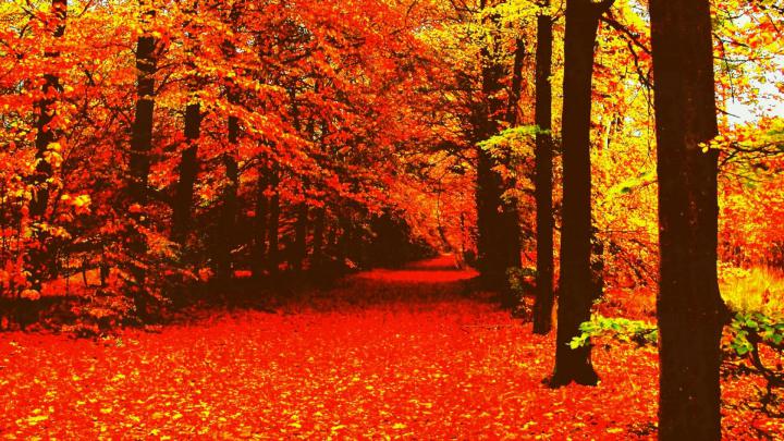 Aesthetic Autumn Wallpapers
