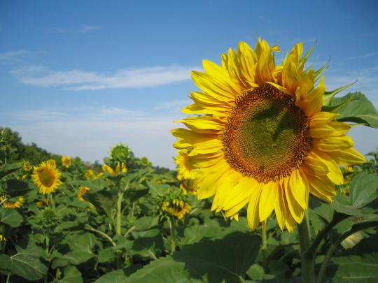 Free download Sunflowers Nature Wallpapers HD Wallpapers [1600x1200 