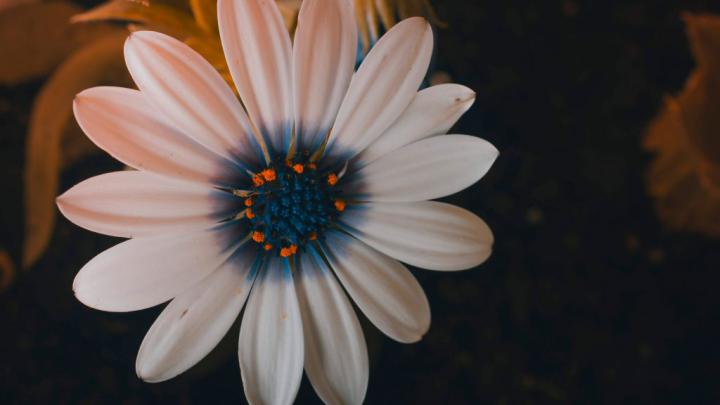 Flower Beautiful Desktop Wallpaper 4K - beautiful flower screensaver 