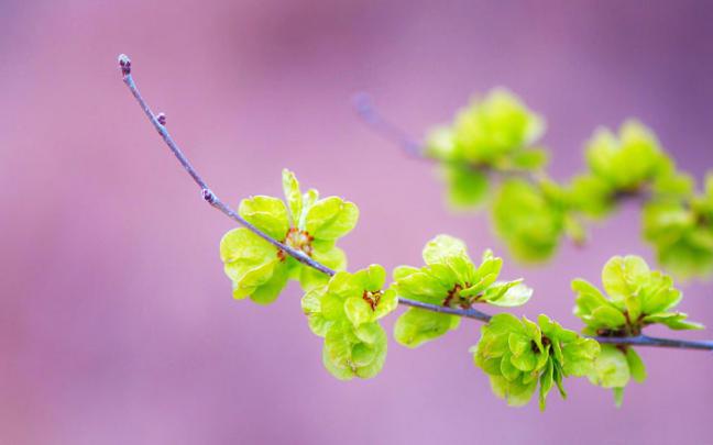 Flower Beautiful Desktop Wallpaper 4K \/ Full Screen 4k Flowers 