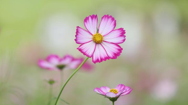 Flower Beautiful Desktop Wallpaper 4K - beautiful flower screensaver 