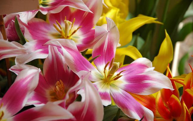 Flower Beautiful Desktop Wallpaper 4K \/ Full Screen 4k Flowers 