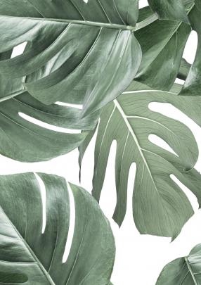 Botanical Wallpaper White - 1448x2048 - Download HD Wallpaper 