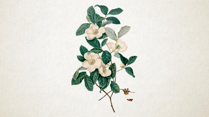 Botanical Desktop Wallpaper - Wallpaper Collection