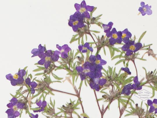 Botanical Desktop Wallpapers - Top Free Botanical Desktop Backgrounds 