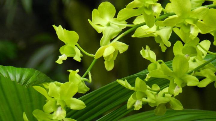 Botanical Desktop Wallpapers - Top Free Botanical Desktop Backgrounds 