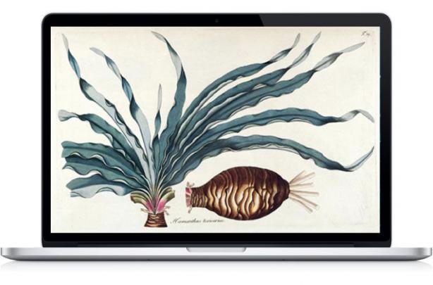 Desktop Wallpaper : Botanical Desktop Wallpaper - WallpaperArt.net 