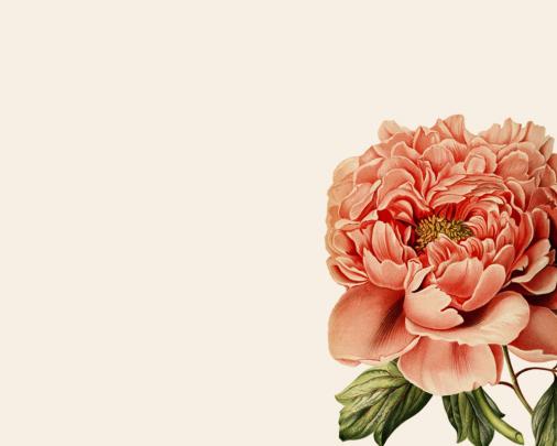 Pink Peonies Desktop Wallpapers - Top Free Pink Peonies Desktop 