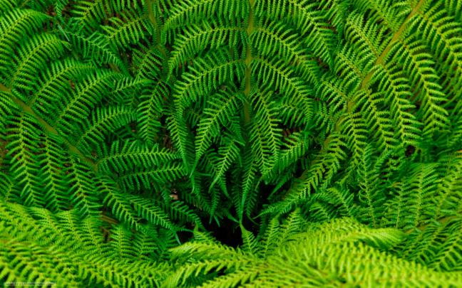 Botanical Desktop Wallpaper - Wallpaper Collection