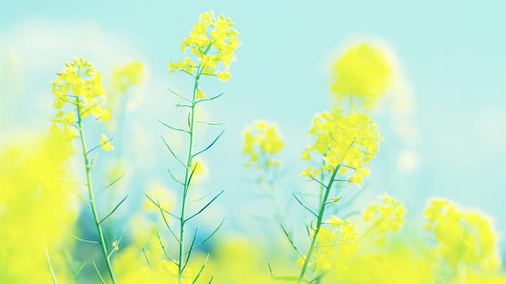 Free Bright HD Wallpaper Download