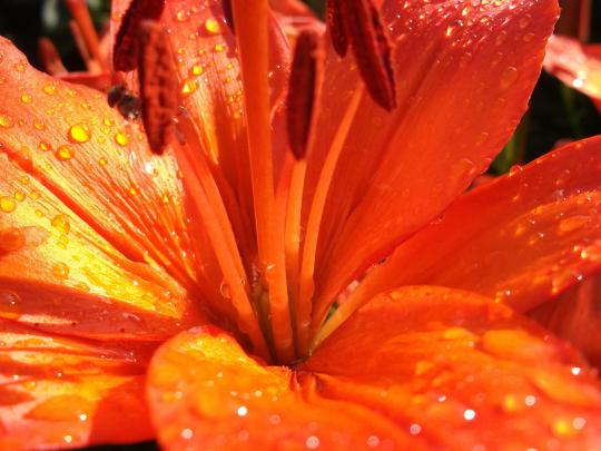 Cool image of flower, desktop wallpaper of bright, summer | ImageBank.biz