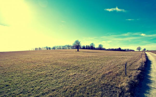 nature, Field, Landscape, Filter, Trees, Bright Wallpapers HD \/ Desktop 