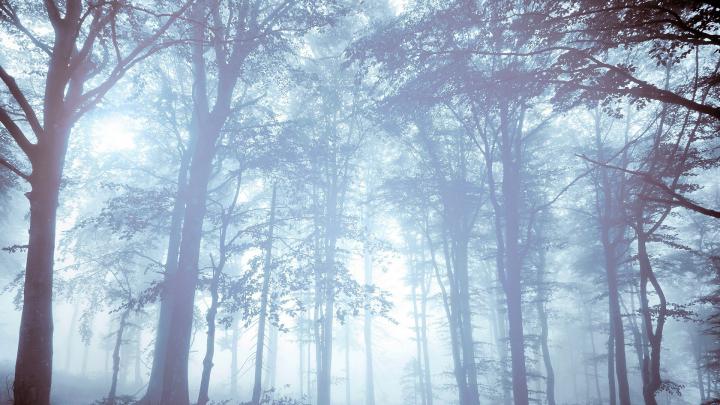 nature, Forest, Mist, Trees, Bright Wallpapers HD \/ Desktop and Mobile 