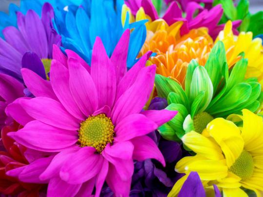 Free download Pictures Of Bright Flowers Desktop Backgrounds [1024x768 