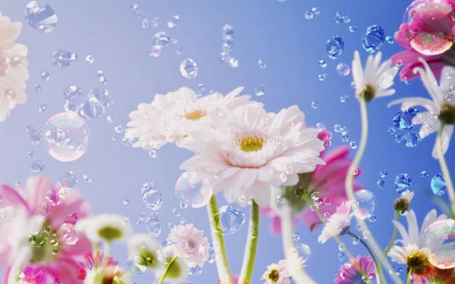 Bright flower wallpaper - beautiful desktop wallpapers 2014
