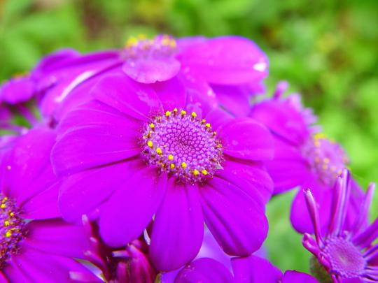 Bright flower wallpaper - beautiful desktop wallpapers 2014
