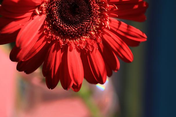 bright, Macro, Plants, Flowers, Red flowers Wallpapers HD \/ Desktop and 