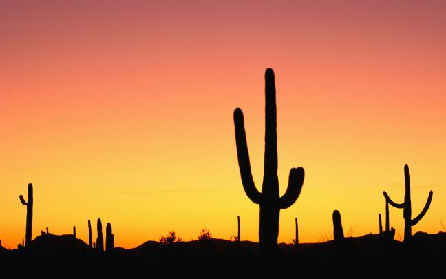 Cactus HD Wallpaper
