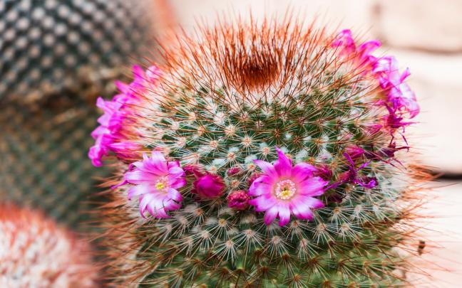 cactus, Flower, Bokeh, Desert, Plant, Nature, Landscape Wallpapers HD 