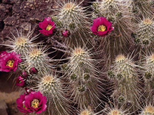 cactus wallpaper free - HD Desktop Wallpapers