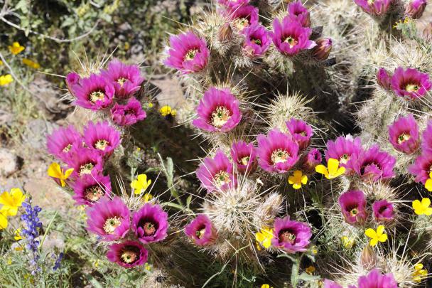 cactuses, Flowers, Cactus Wallpapers HD \/ Desktop and Mobile Backgrounds