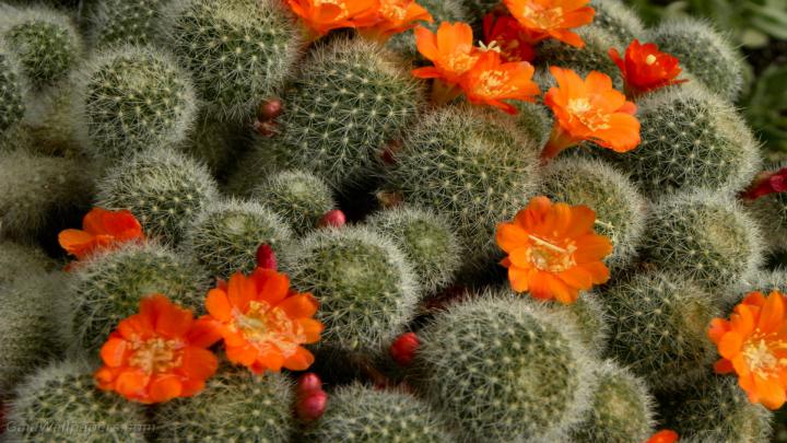 Cactus wallpapers 1920x1080 - Free Desktop Wallpapers (201001121)