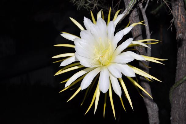 nature, Plants, Cactus, Flowers, Wallpaper Wallpapers HD \/ Desktop and 