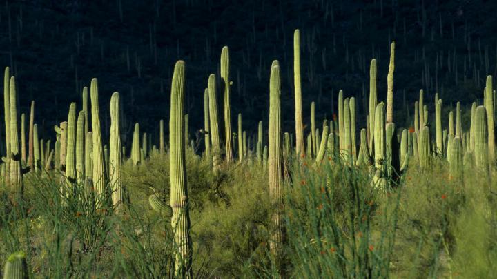 Cactus Desktop Background