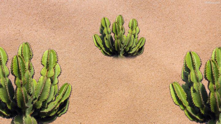 Cactus Wallpapers (61+ background pictures)