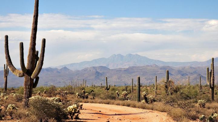 Cactus Desktop Background