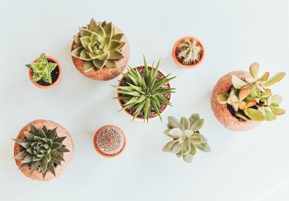 cactus, Plants Wallpapers HD \/ Desktop and Mobile Backgrounds