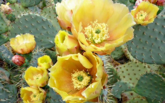 Cactus wallpaper | nature and landscape | Wallpaper Better