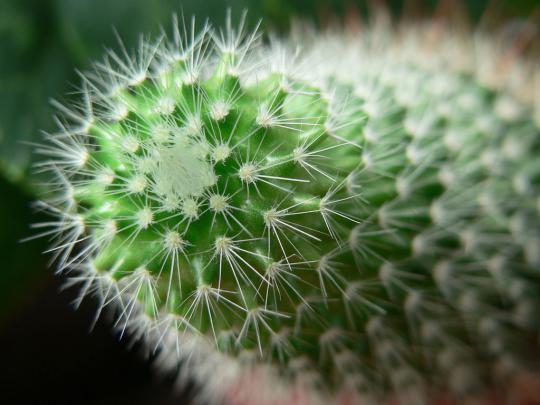 cactus images - HD Desktop Wallpapers