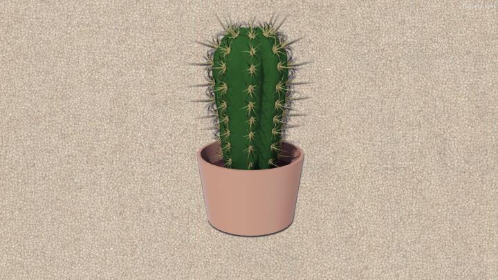 Cactus Desktop Wallpapers on WallpaperDog