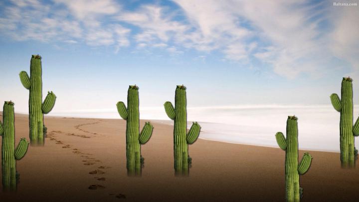 Cactus Wallpapers (61+ background pictures)