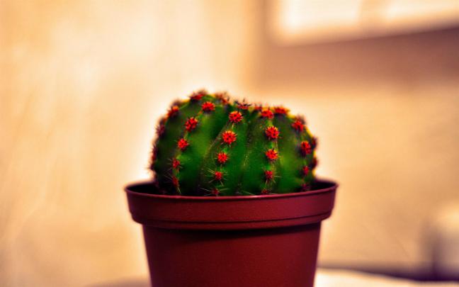 Cute Cactus Desktop Wallpapers - Top Free Cute Cactus Desktop 