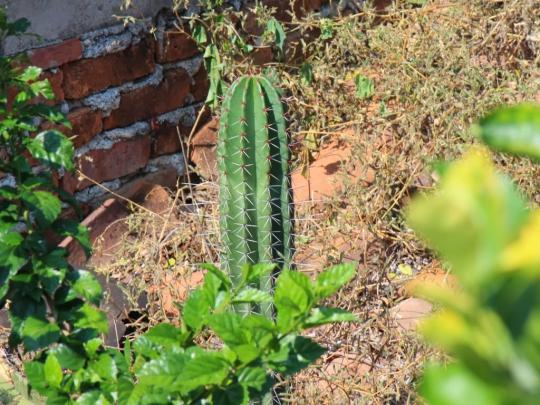 Cactus Wallpapers | Beautiful wallpapers For Desktop