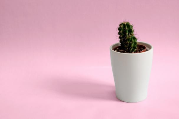 Cactus Desktop Wallpapers on WallpaperDog