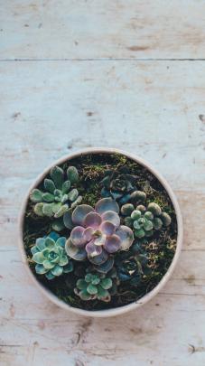 Cactus Desktop Wallpapers on WallpaperDog