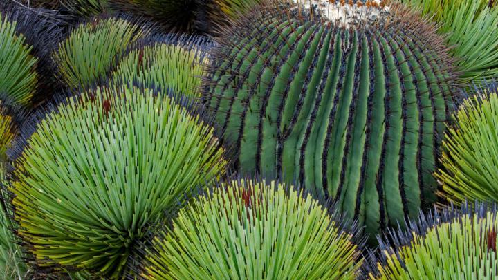 Barrel Cactus \u2013 Bing Wallpaper Download