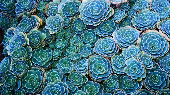 Beautiful desktop wallpaper of echeveria, image of cactus, green 