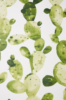 Aesthetic Cactus Wallpapers on WallpaperDog