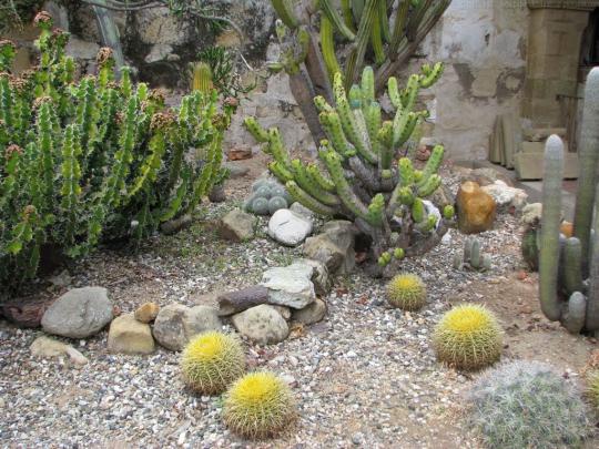 Cactus Wallpapers | Beautiful wallpapers For Desktop