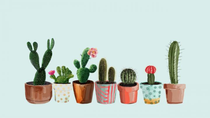 Cactus Desktop Wallpapers on WallpaperDog