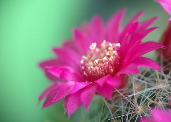 nature, Plants, Cactus, Flowers, Wallpaper Wallpapers HD \/ Desktop and 
